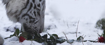 Saint Valentin Sauvage au Zoo d'Amnville