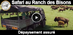 ranch bisons