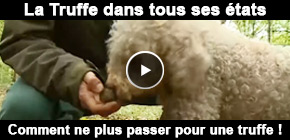 truffes en Lorraine